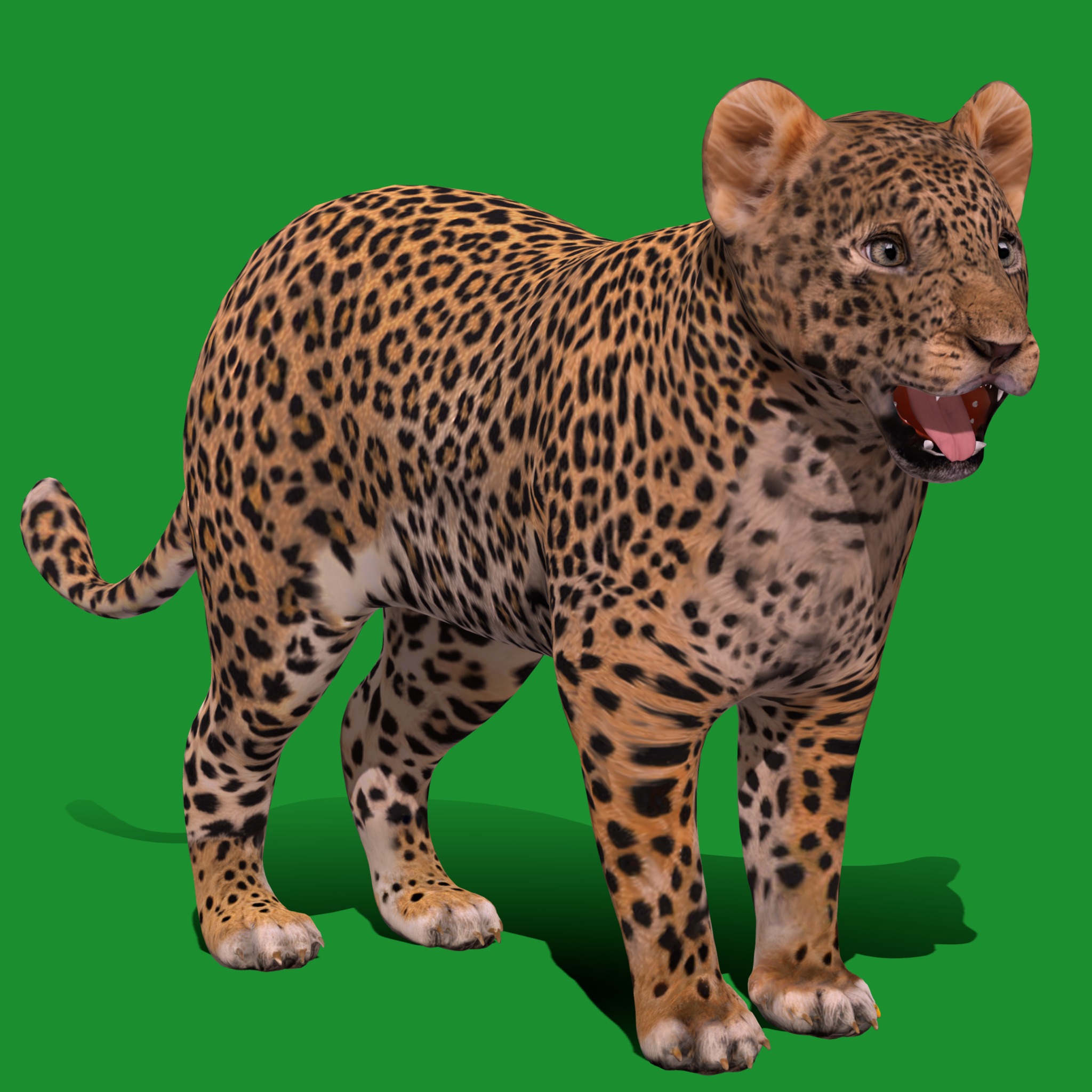 Leopard Cub Low-poly 3D model_16