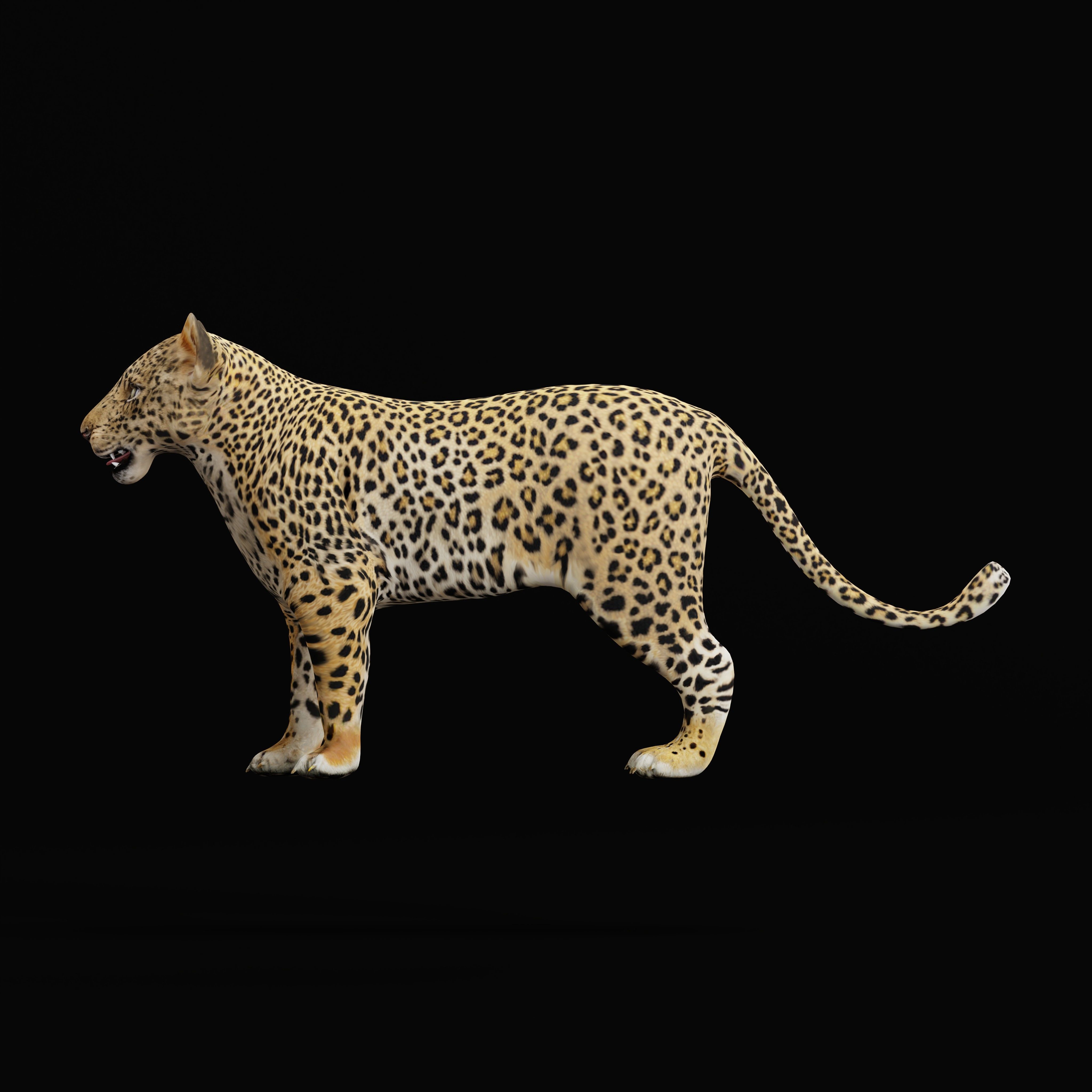 Leopard Cub Low-poly 3D model_32