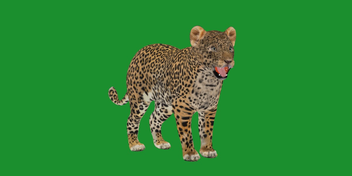 Leopard Cub Low-poly 3D model_21