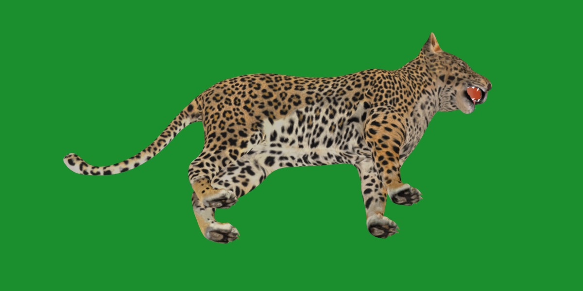 Leopard Cub Low-poly 3D model_22