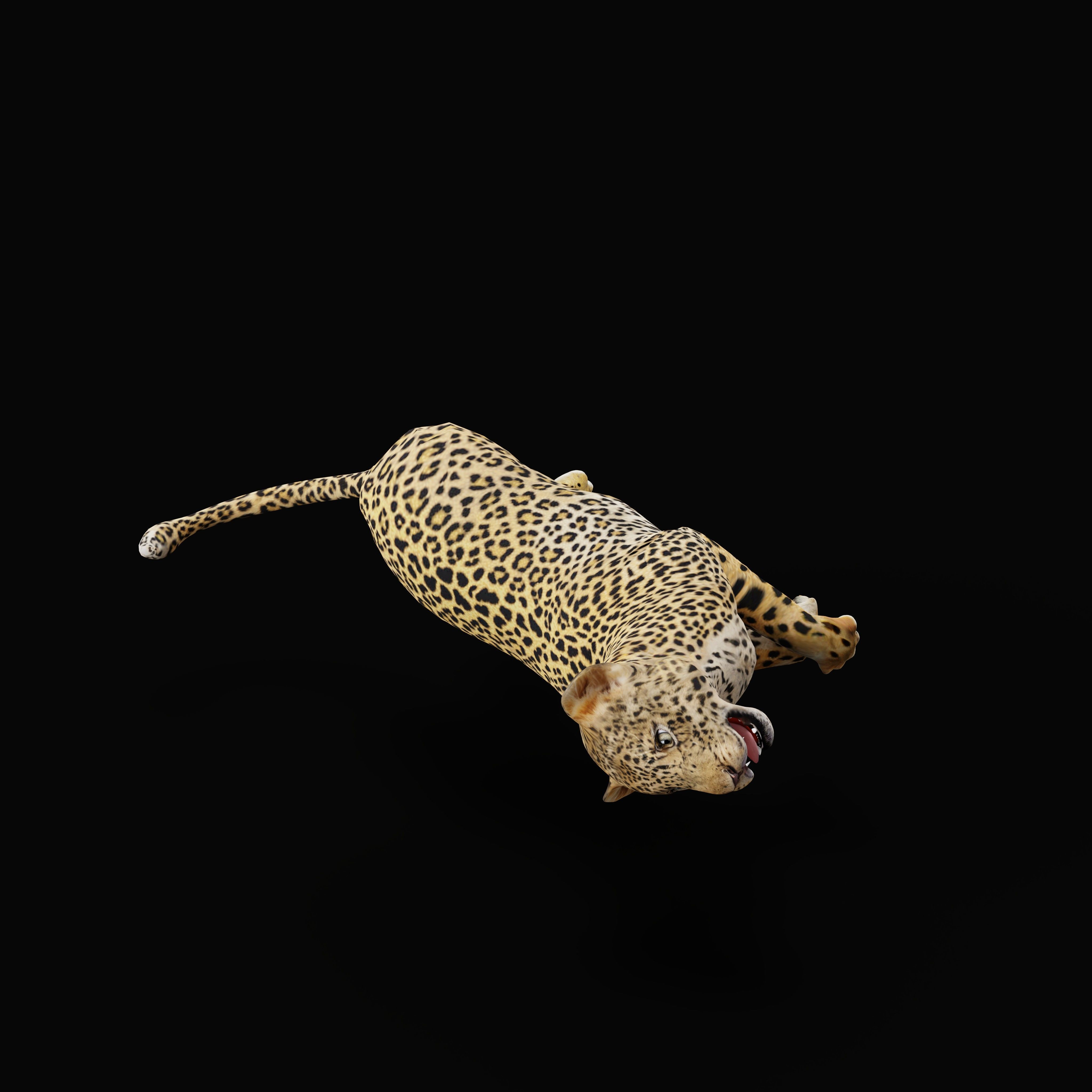 Leopard Cub Low-poly 3D model_33