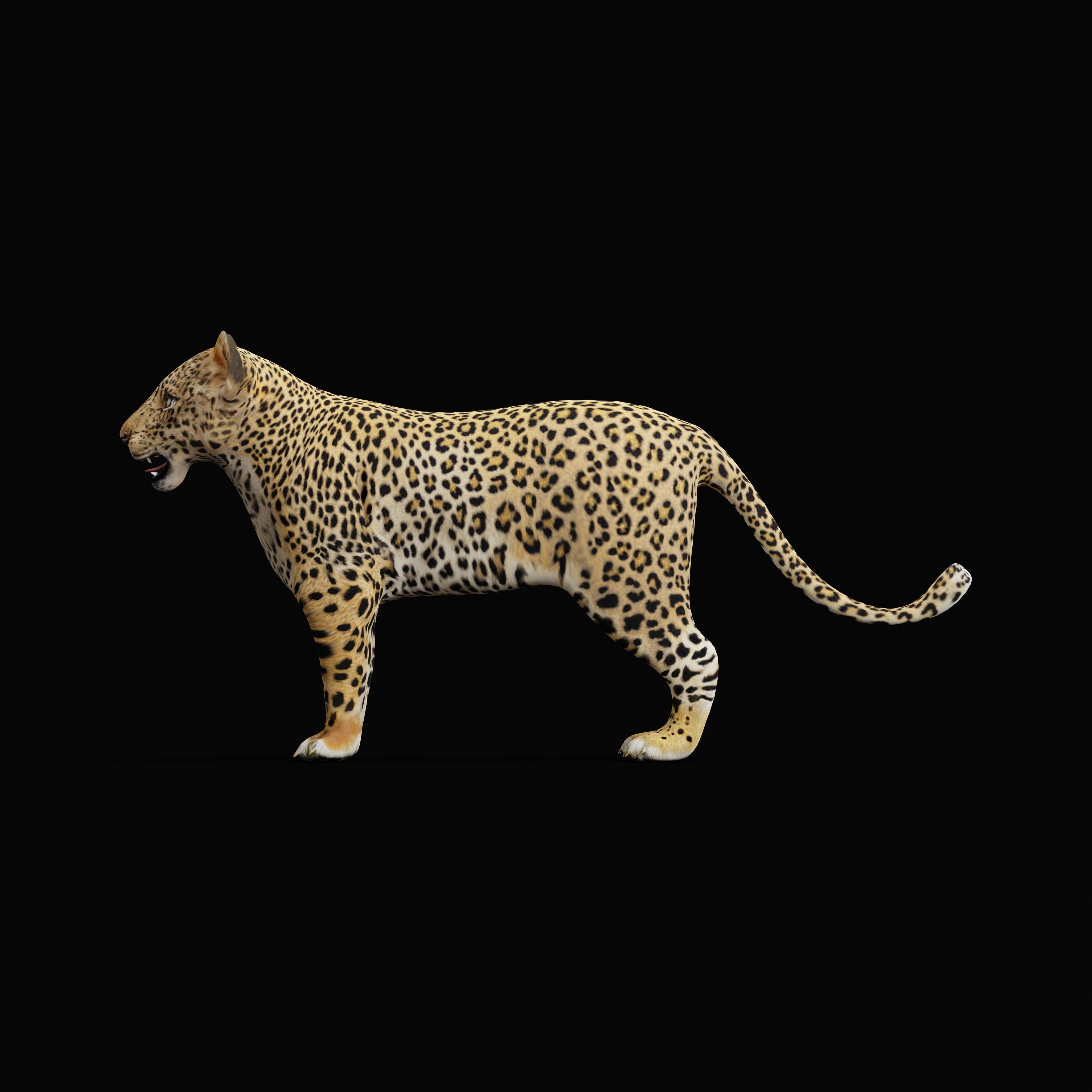 Leopard Cub Low-poly 3D model_28