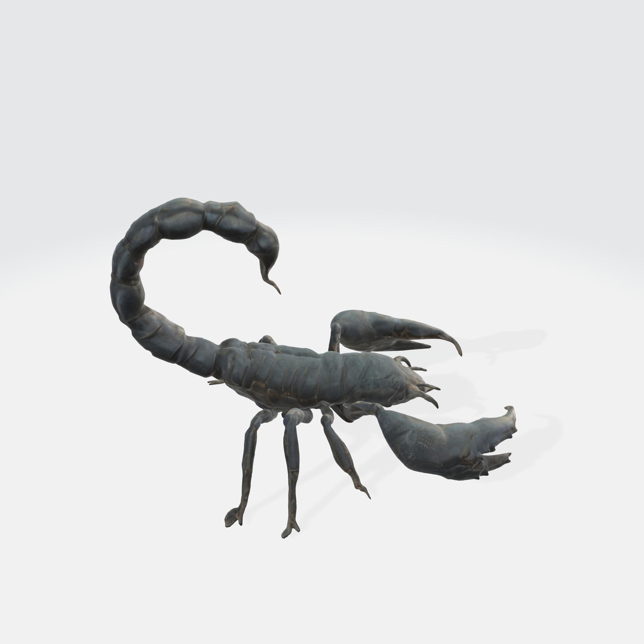 Realistic Scorpion 3D model_4