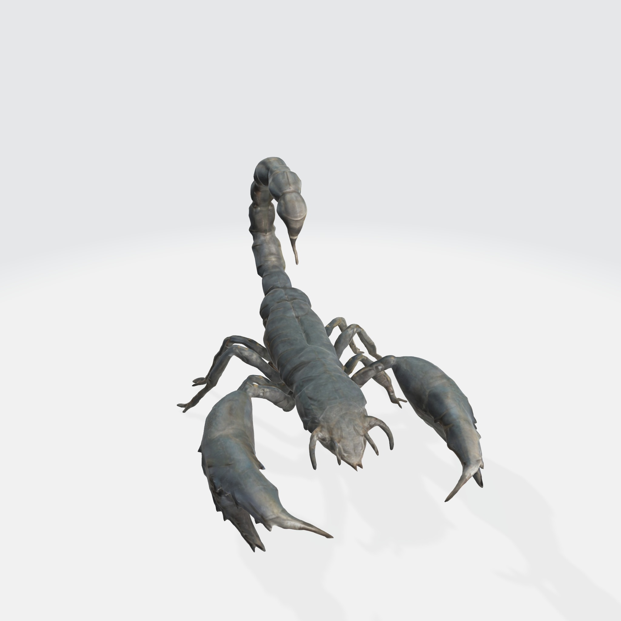 Realistic Scorpion 3D model_1