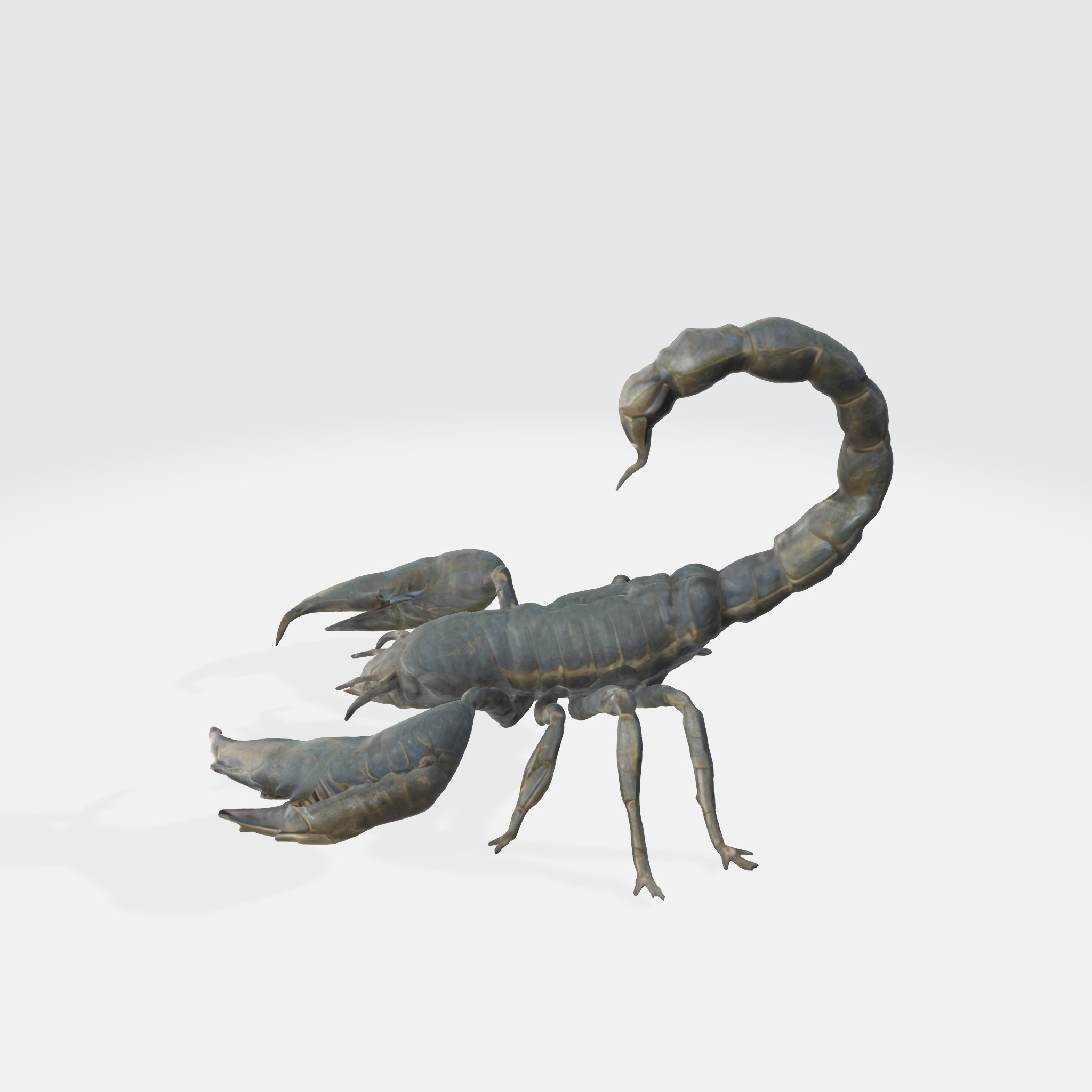 Realistic Scorpion 3D model_2