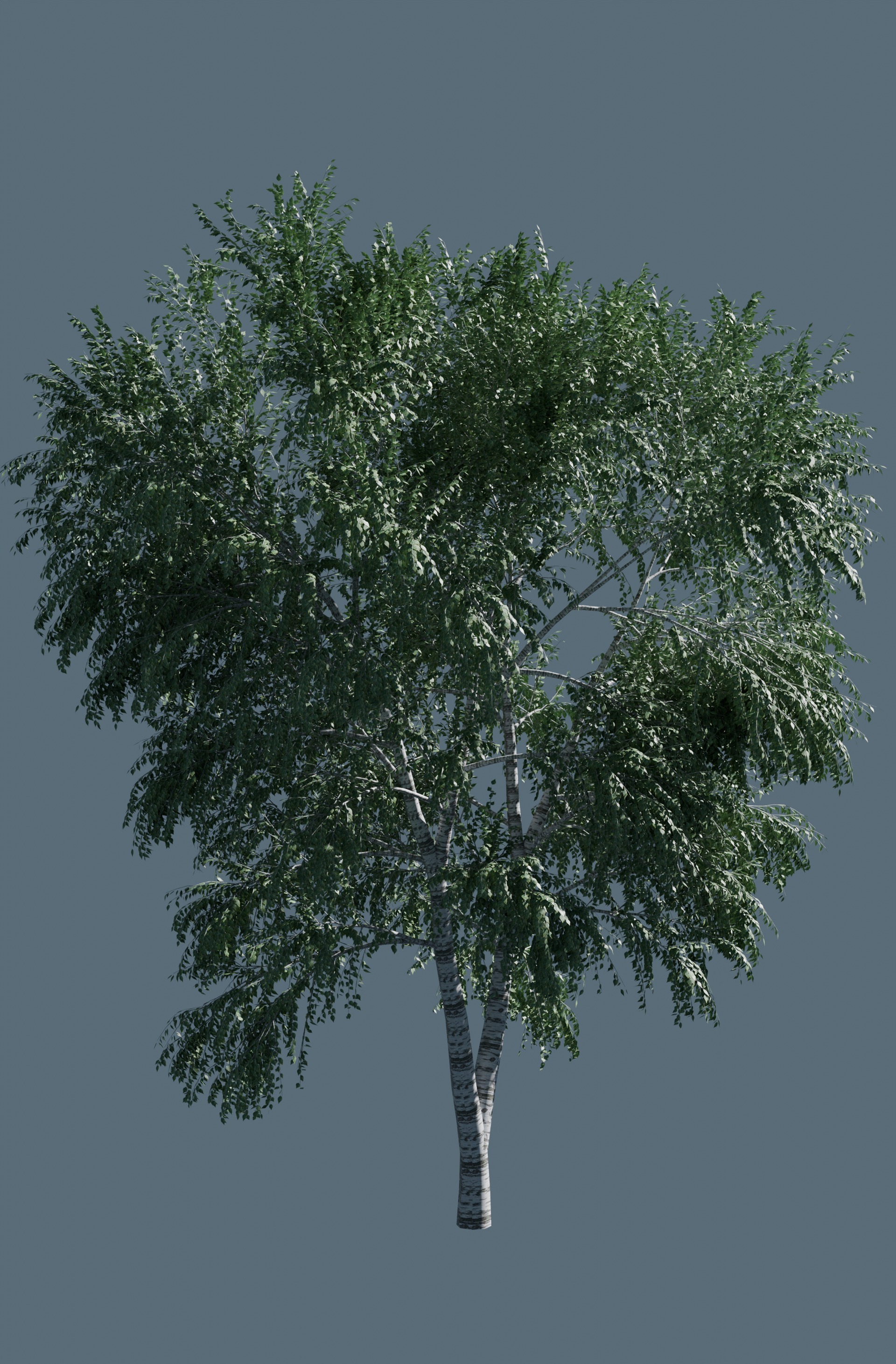 3D tree 3D model_2