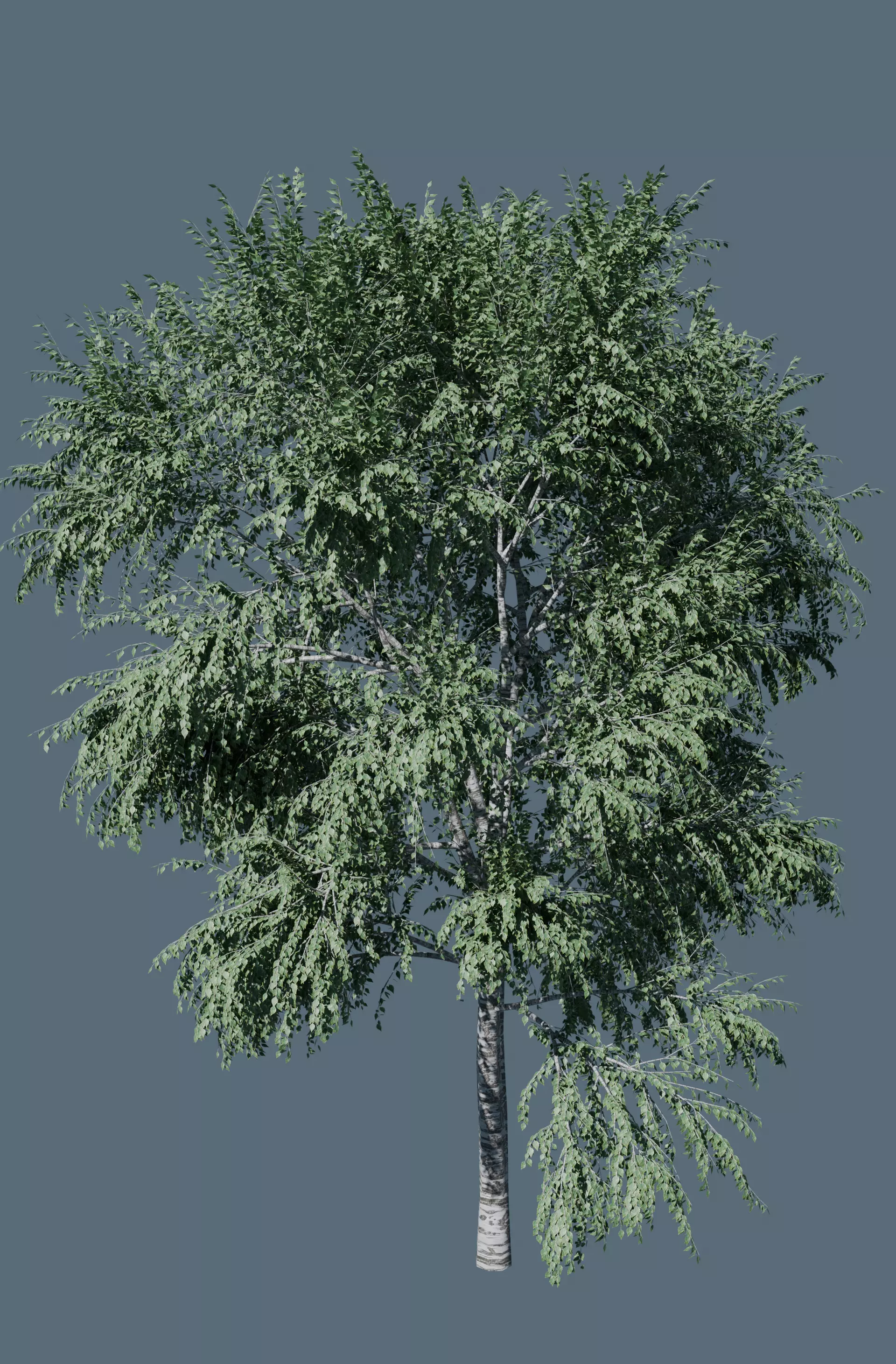 3D tree 3D model_0