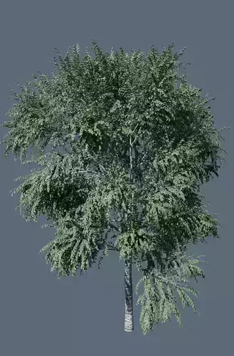 3D tree