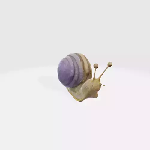 Realistic snail