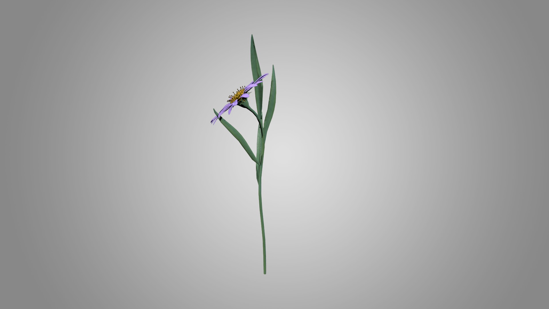 Aster 3D model_3