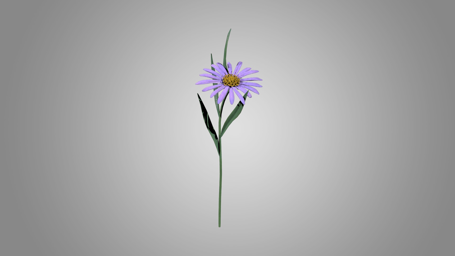 Aster 3D model_2