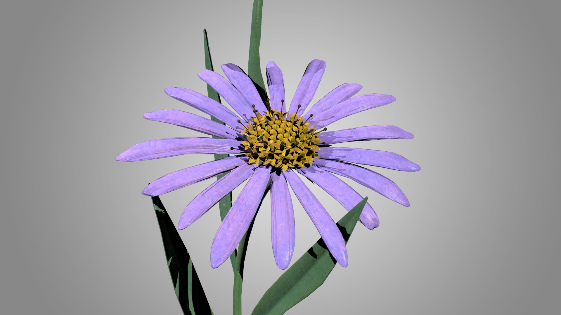 Aster 3D model_4