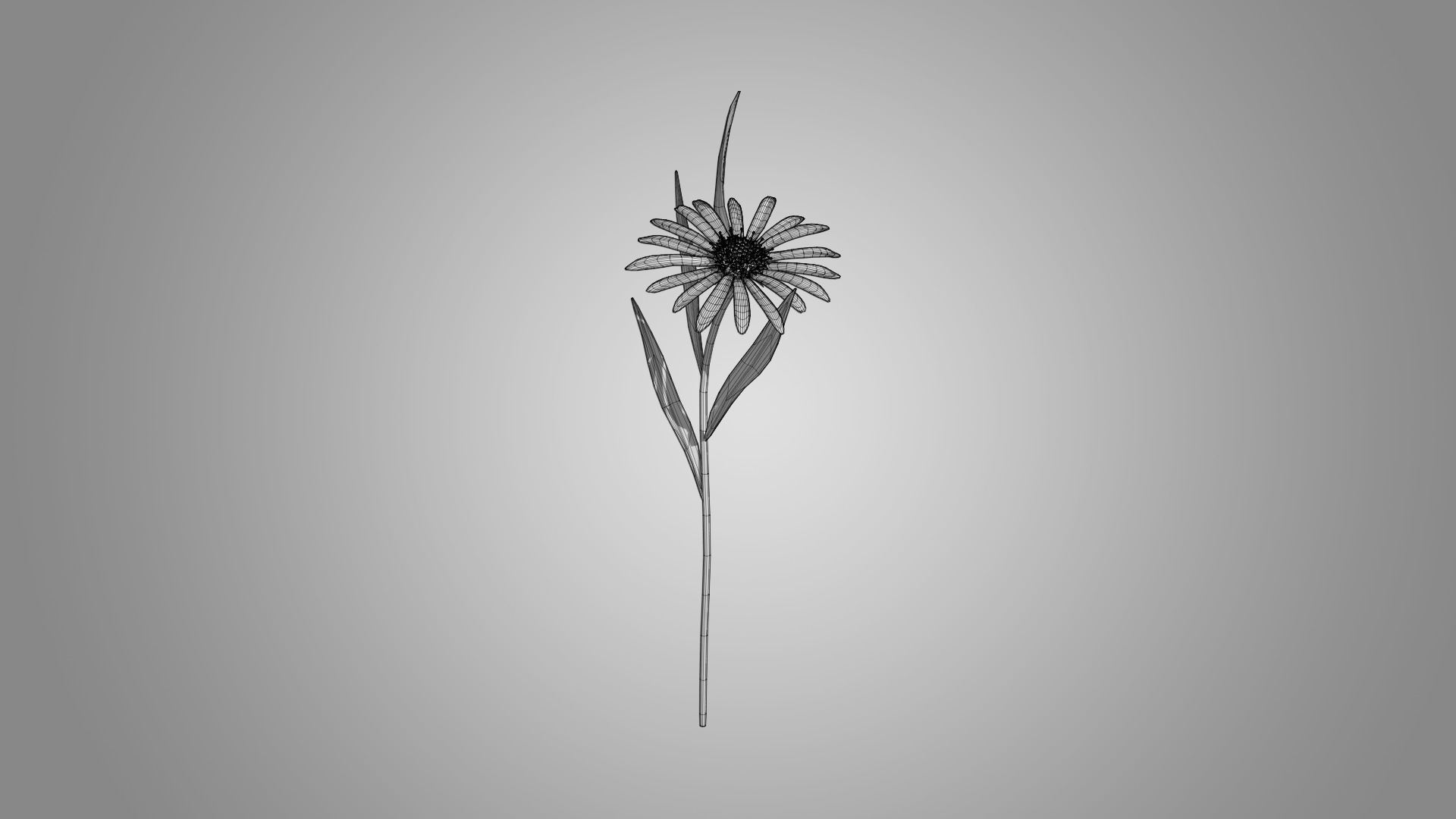 Aster 3D model_6