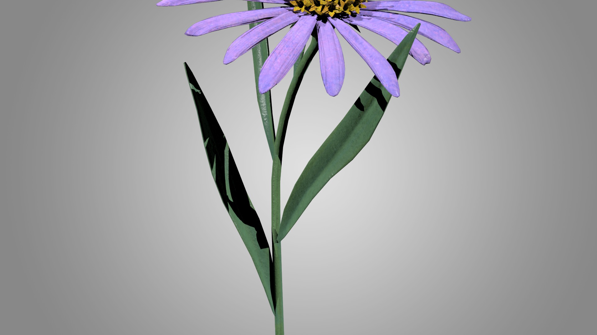 Aster 3D model_5