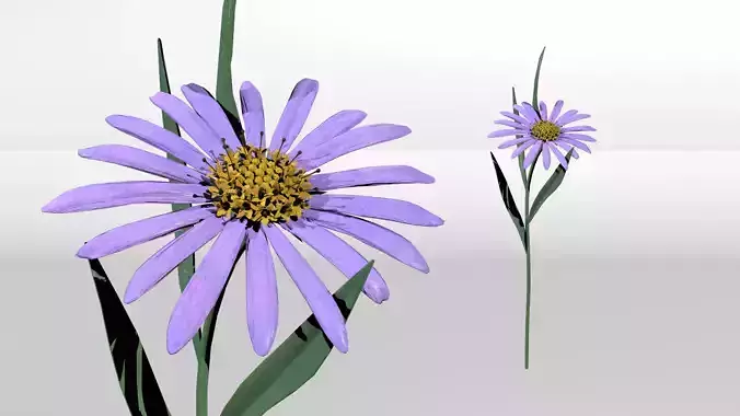 Aster