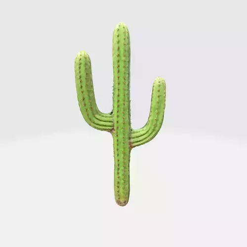 Saguaro Cactus