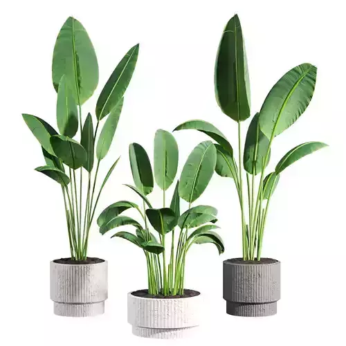 Bird of pradaise plants