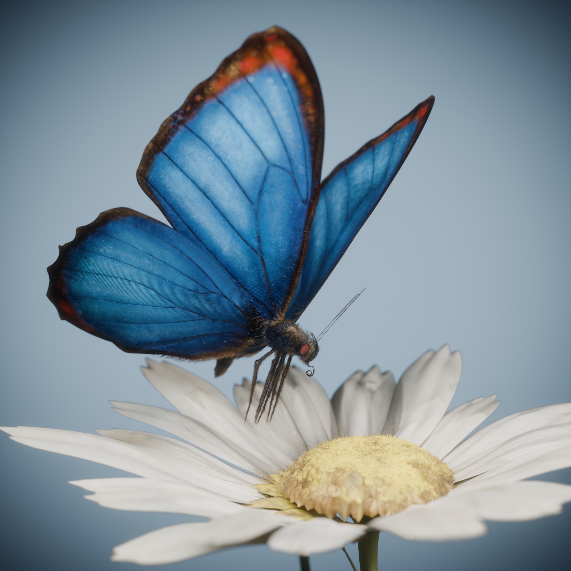 Butterfly Blue Titli Low-poly 3D model_8