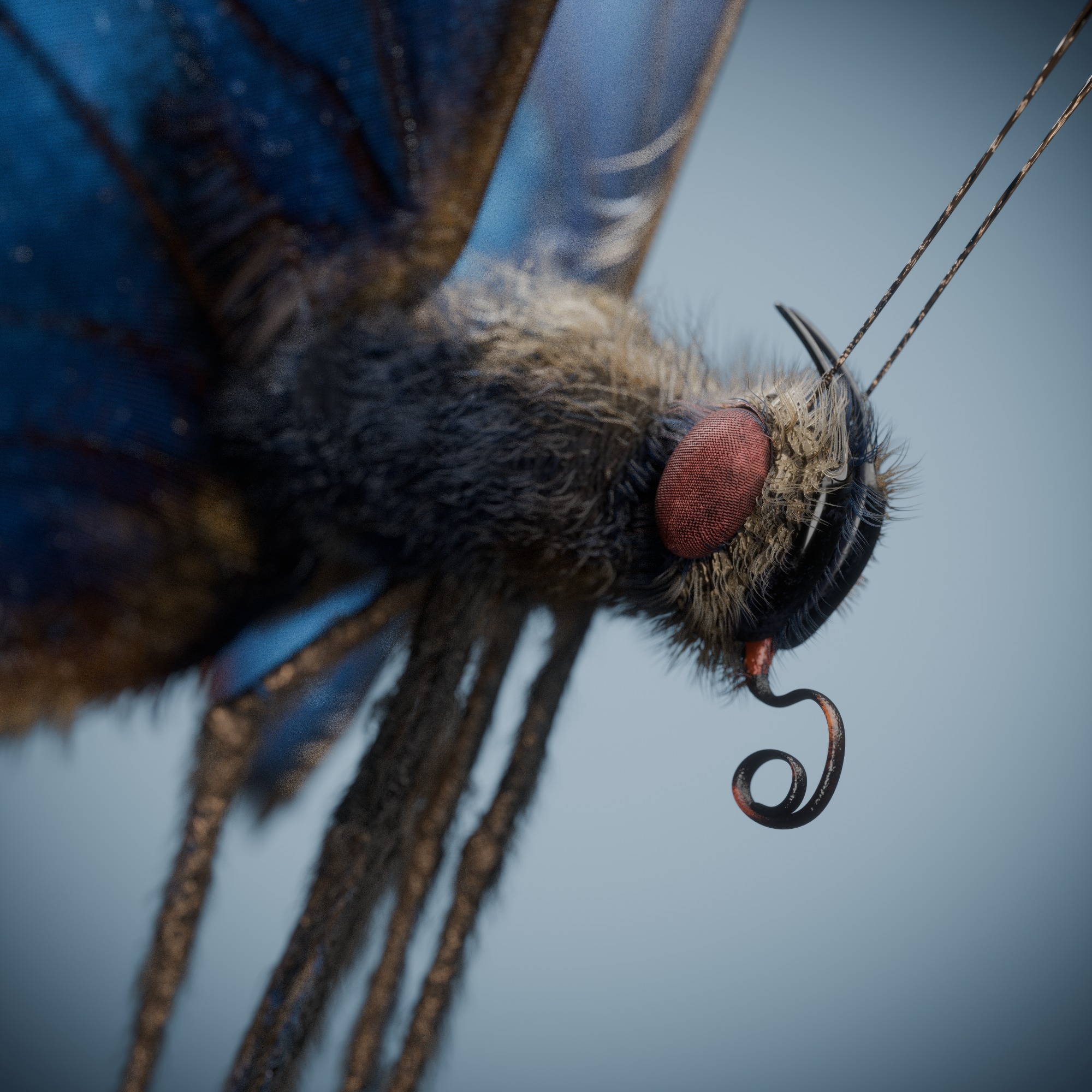 Butterfly Blue Titli Low-poly 3D model_9