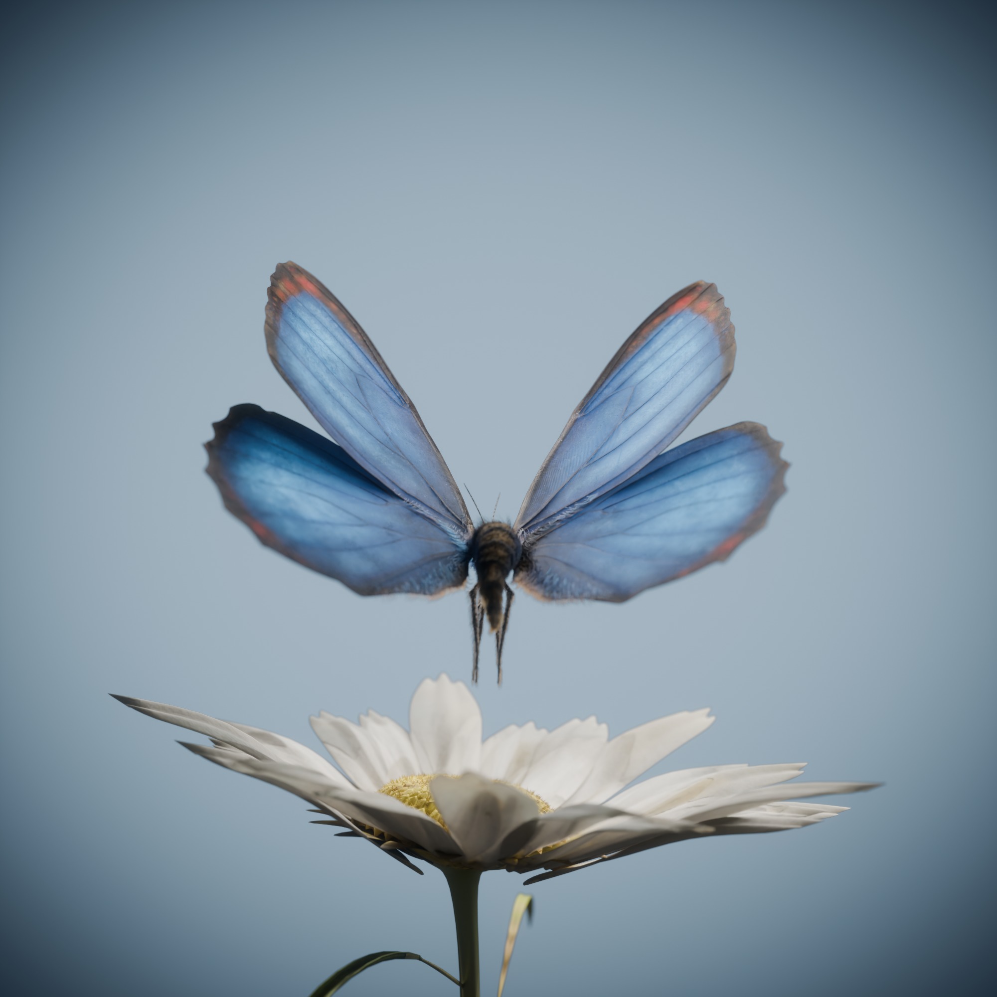 Butterfly Blue Titli Low-poly 3D model_10