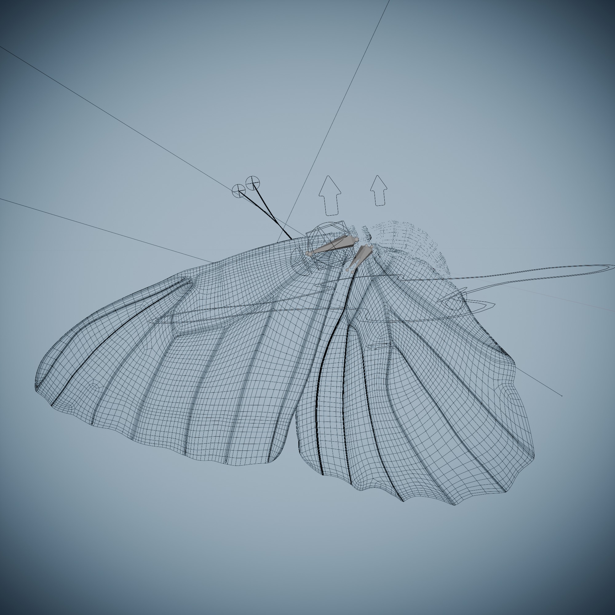Butterfly Blue Titli Low-poly 3D model_13