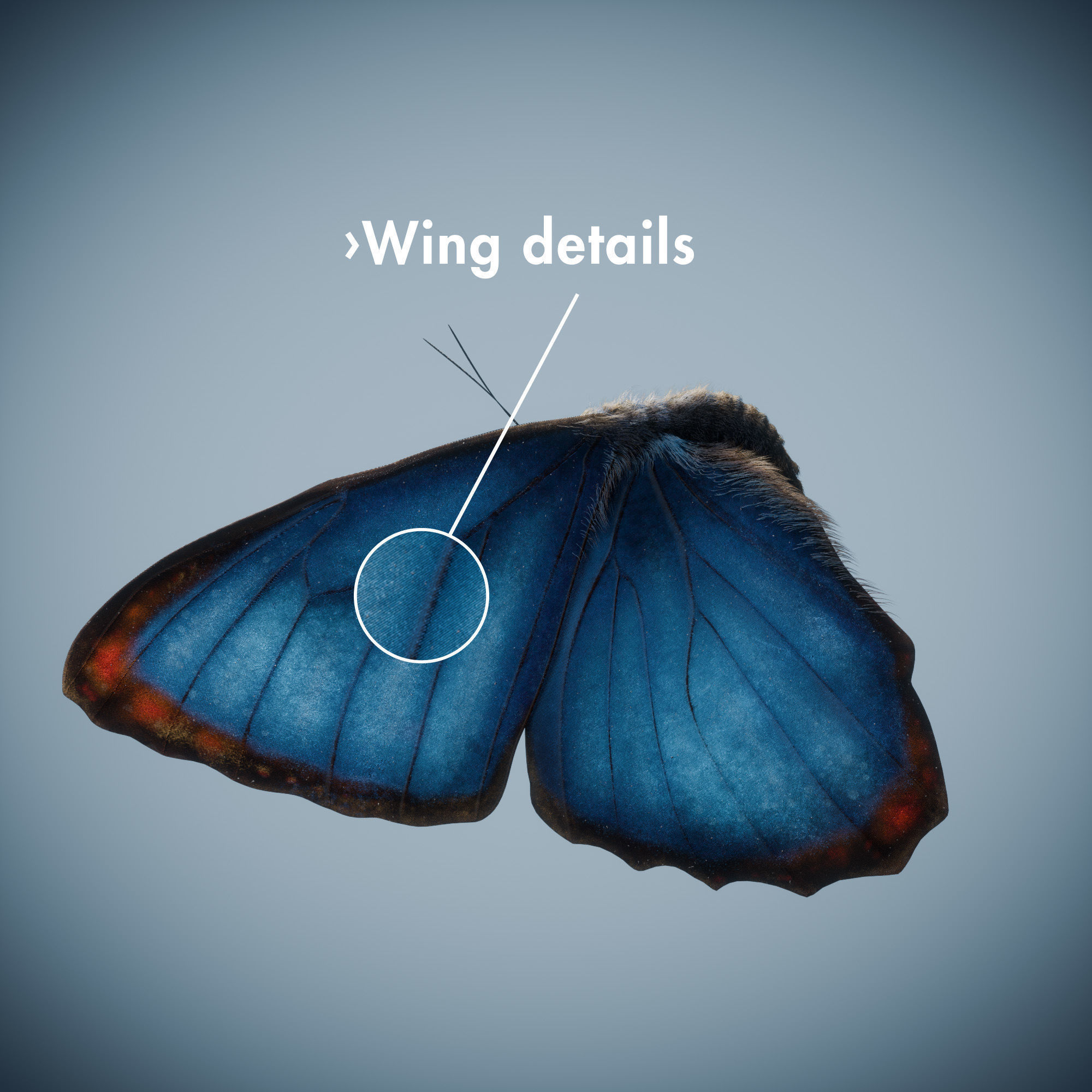 Butterfly Blue Titli Low-poly 3D model_4