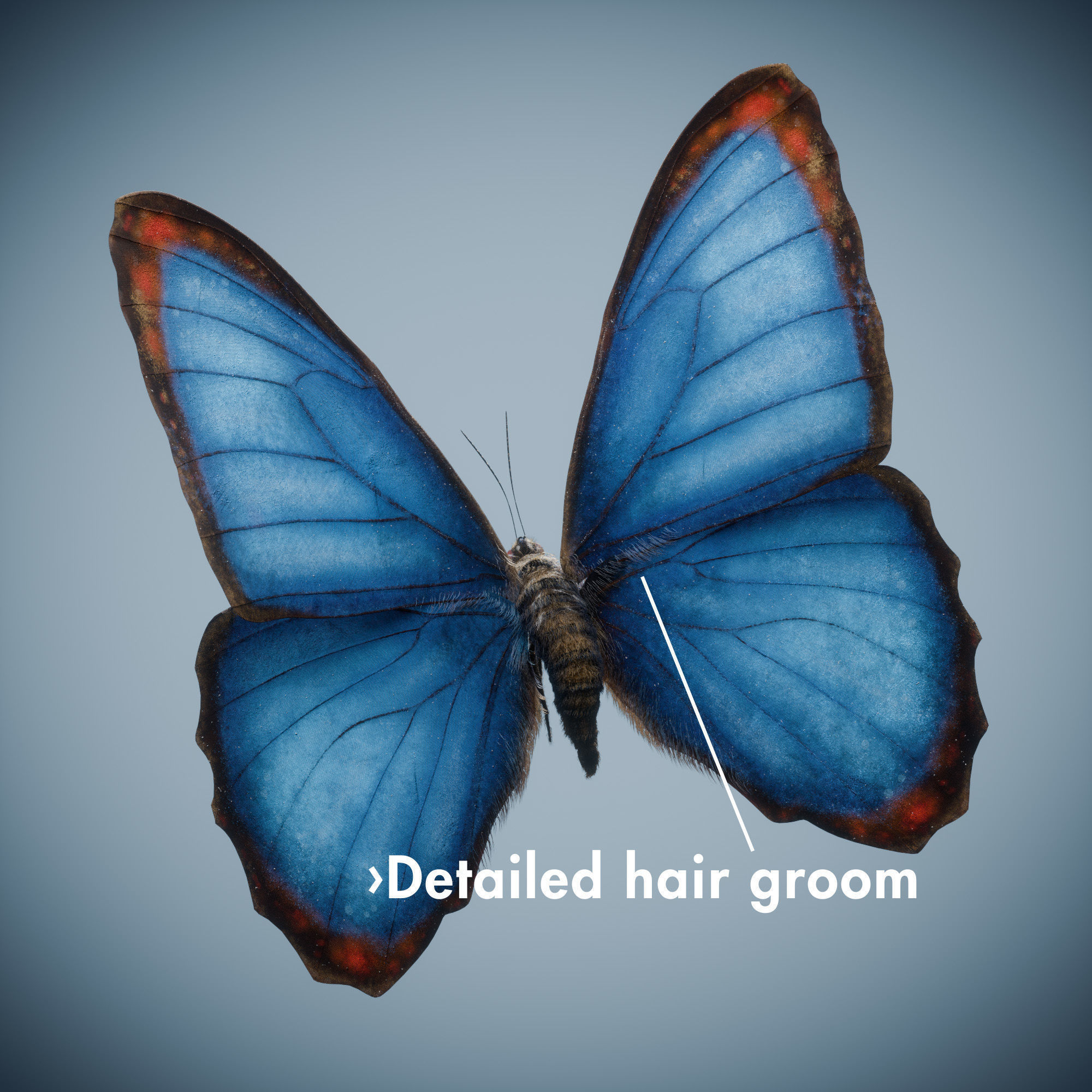 Butterfly Blue Titli Low-poly 3D model_3