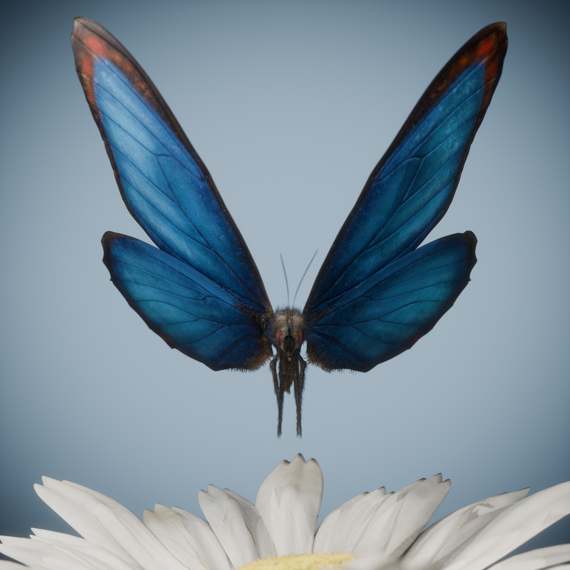 Butterfly Blue Titli Low-poly 3D model_14