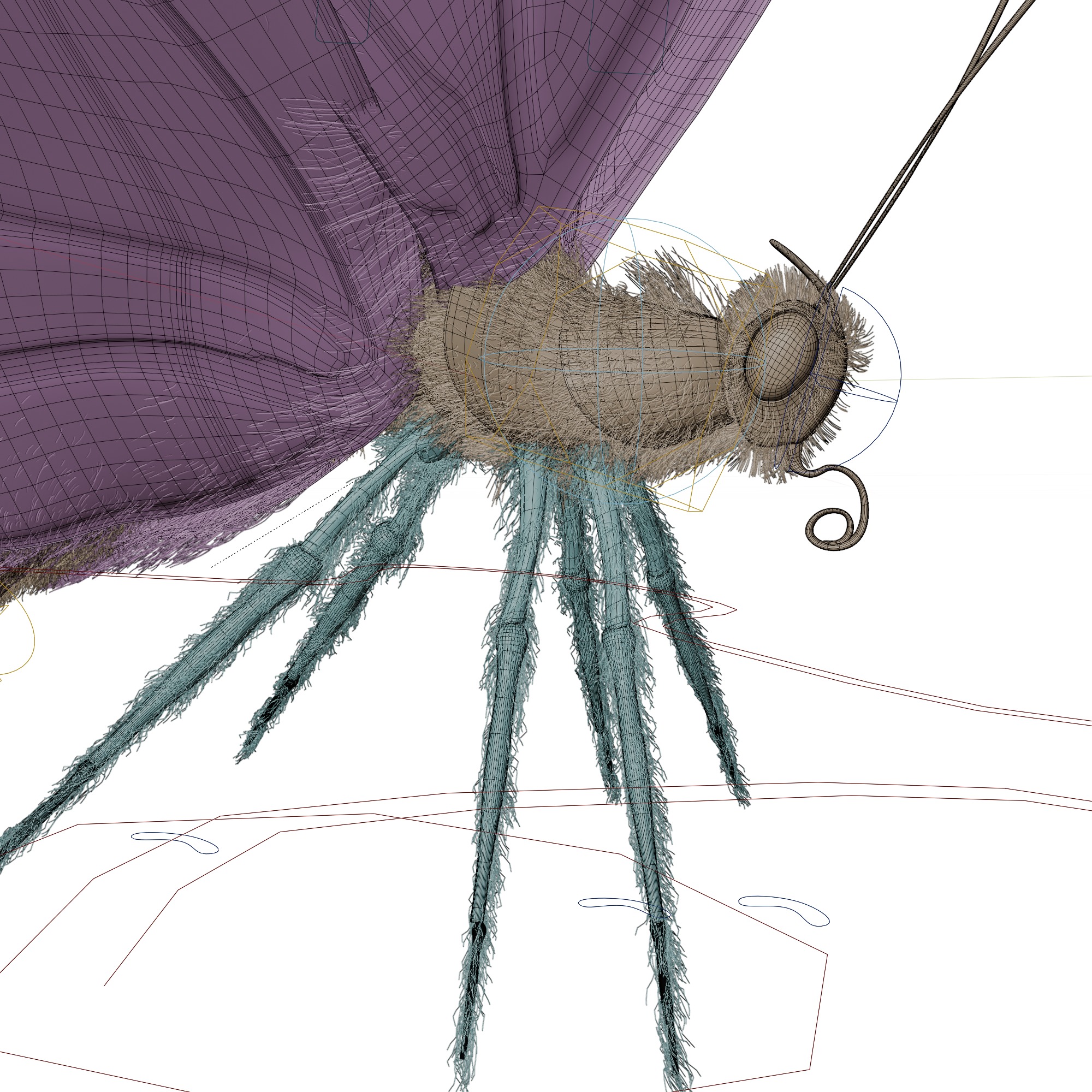 Butterfly Blue Titli Low-poly 3D model_18