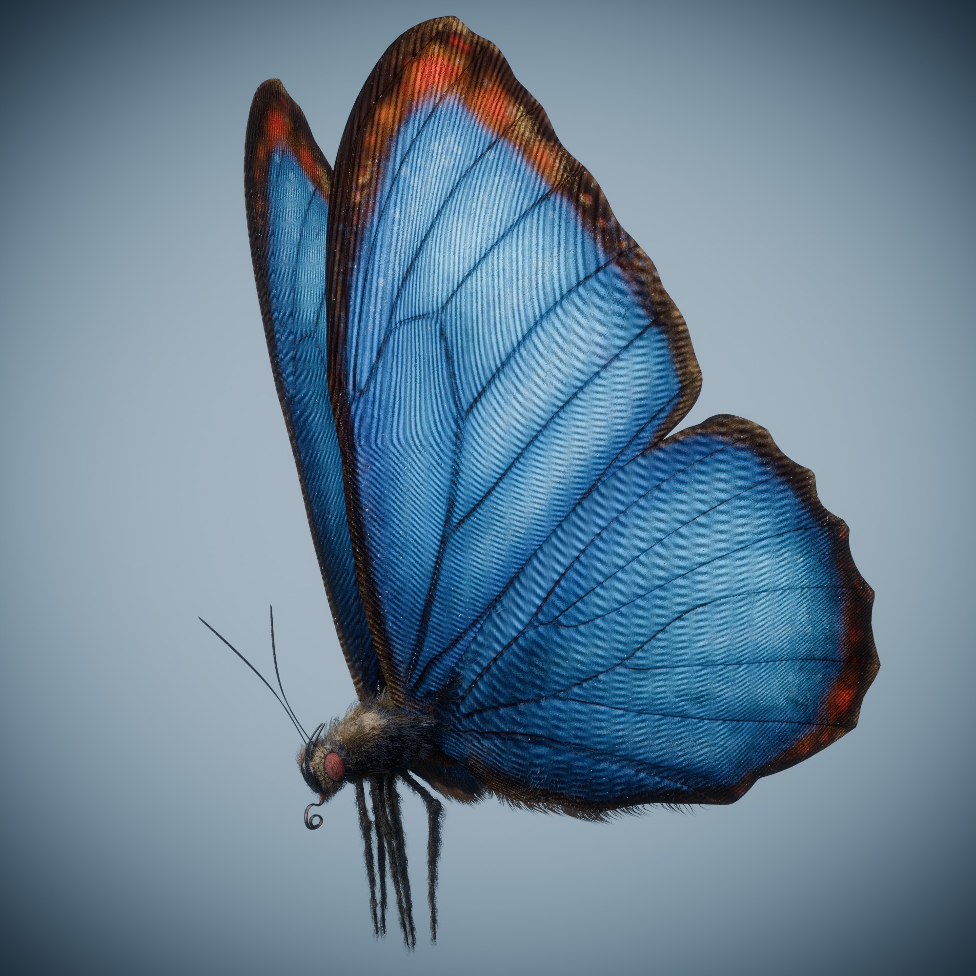 Butterfly Blue Titli Low-poly 3D model_12