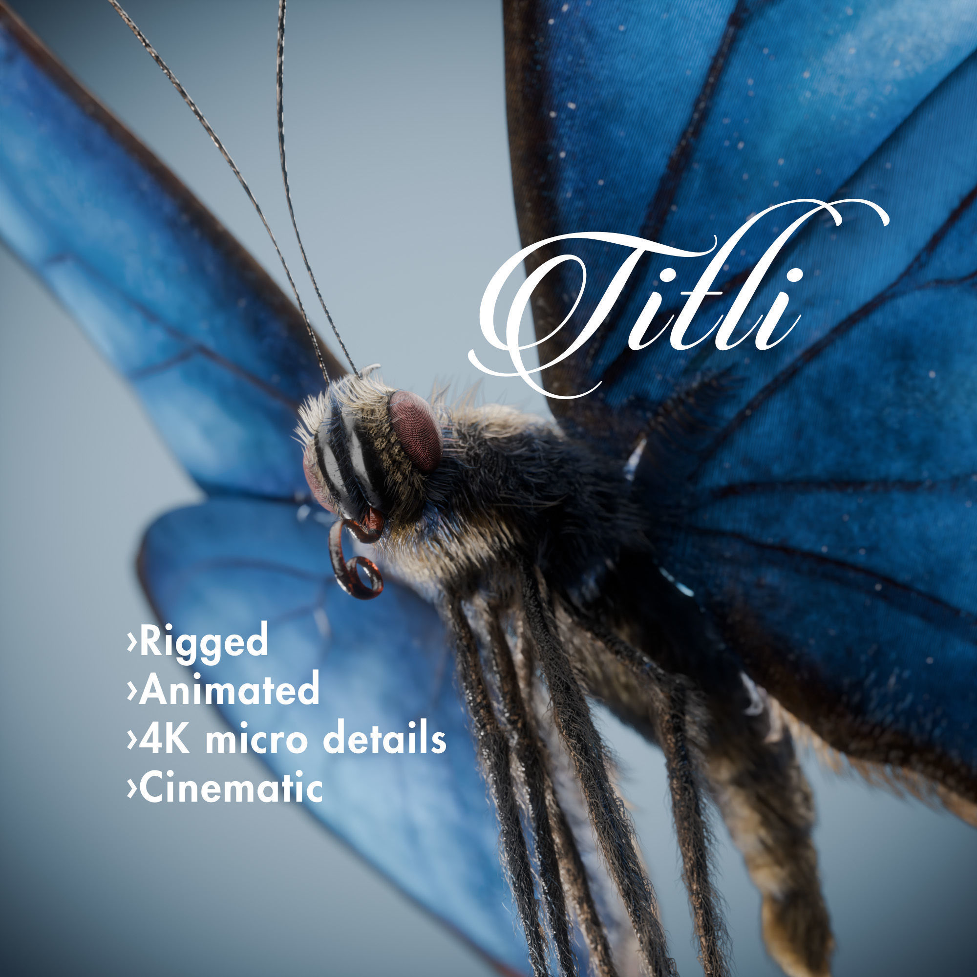 Butterfly Blue Titli Low-poly 3D model_2