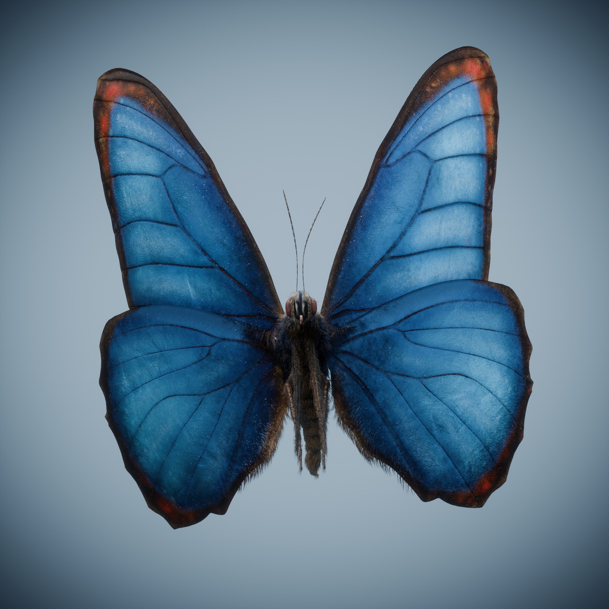 Butterfly Blue Titli Low-poly 3D model_21