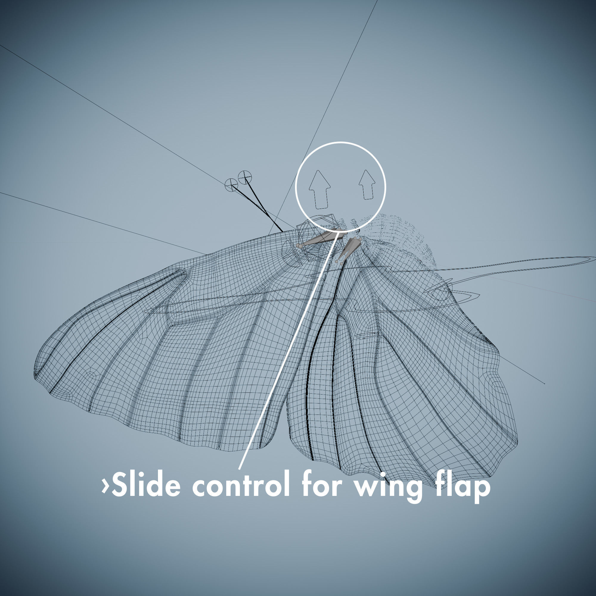 Butterfly Blue Titli Low-poly 3D model_5