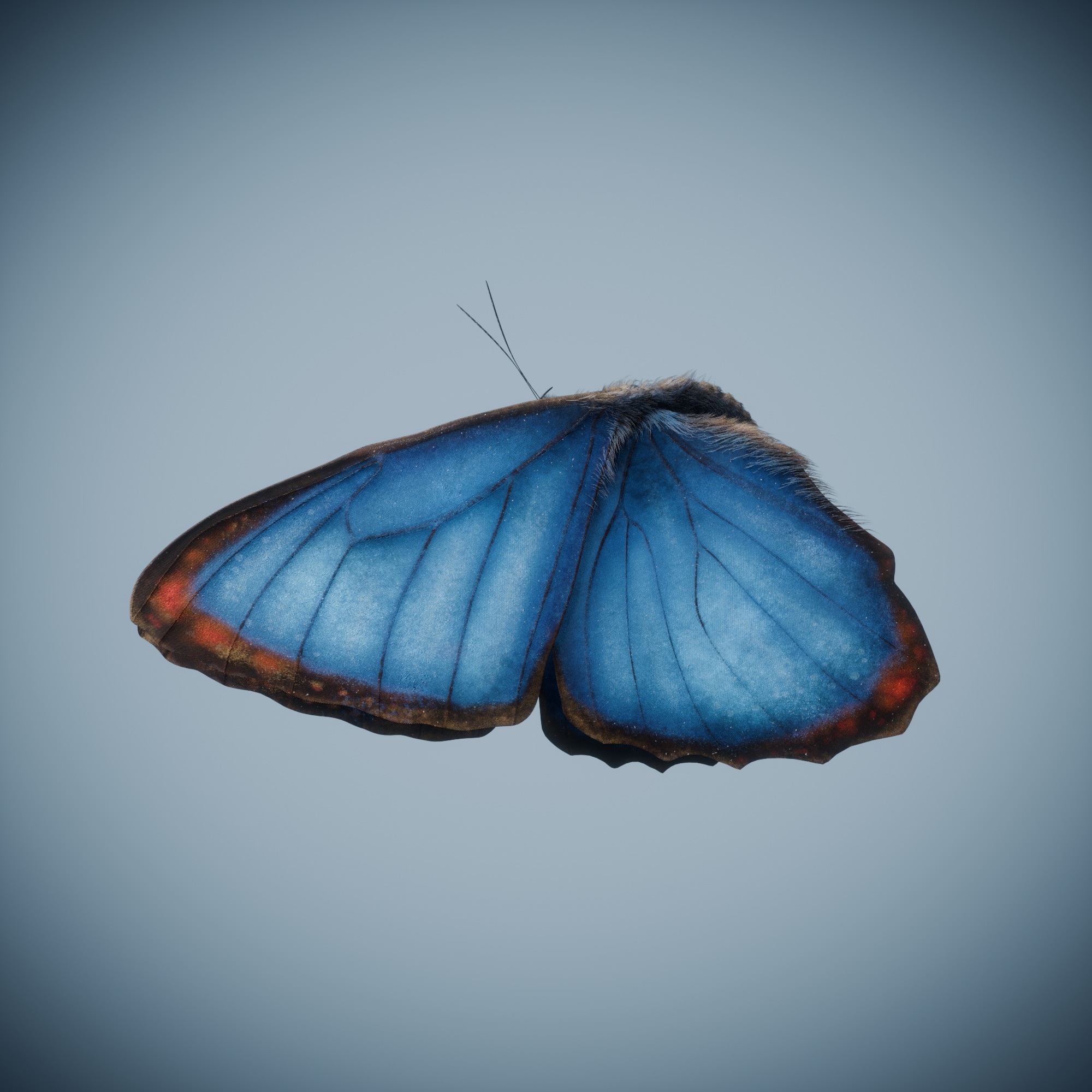 Butterfly Blue Titli Low-poly 3D model_11