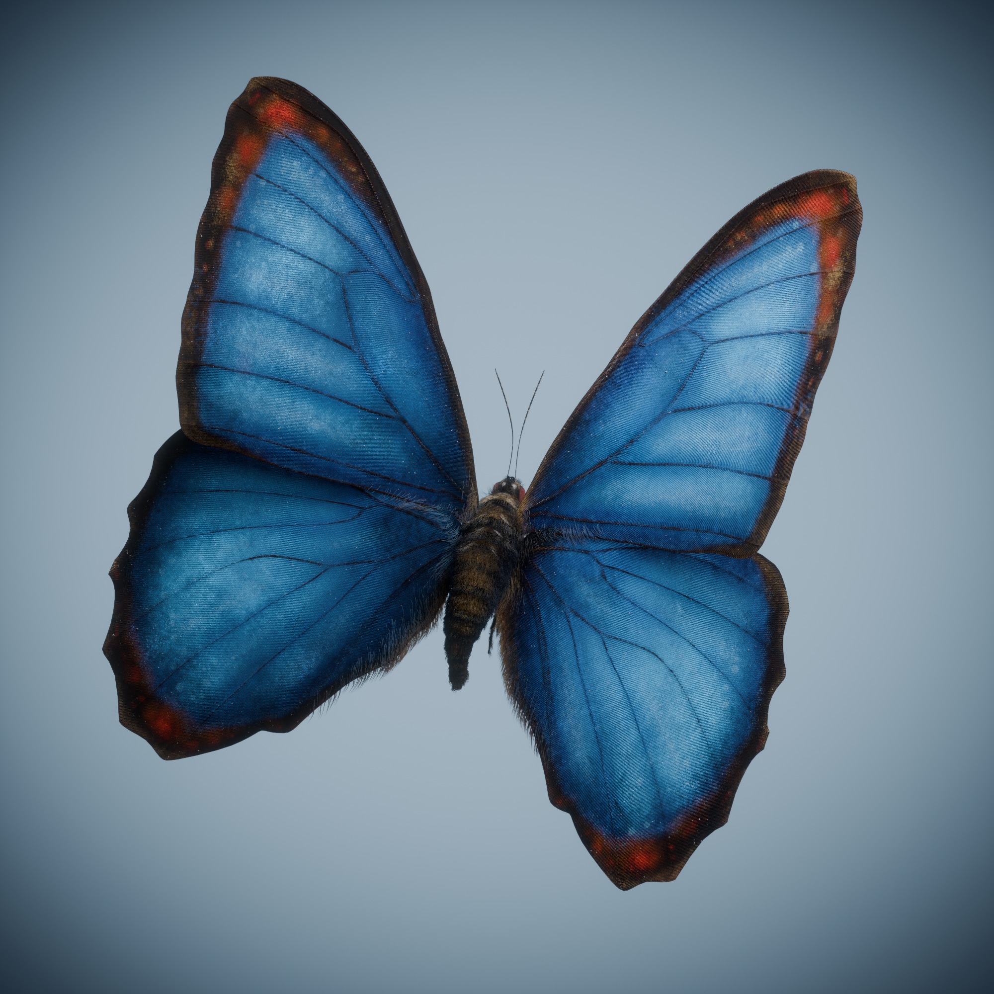 Butterfly Blue Titli Low-poly 3D model_7
