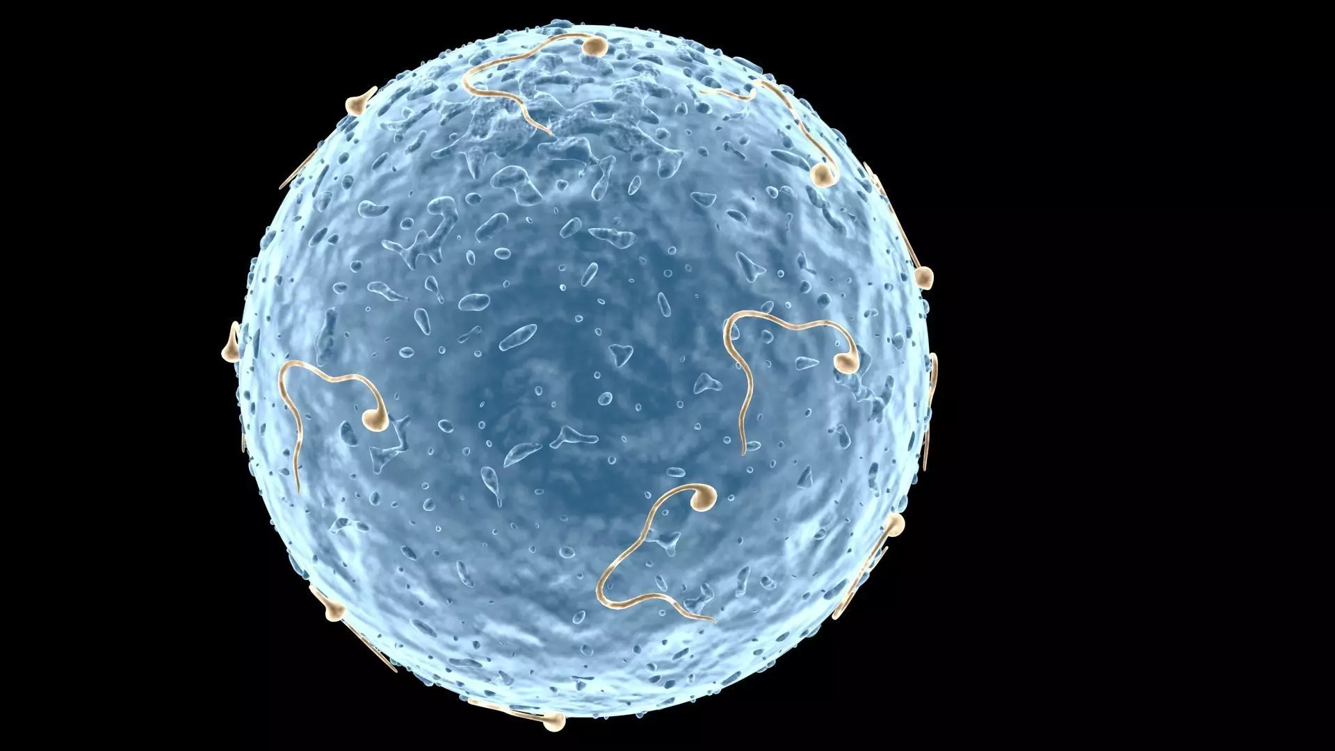 Human Egg 3D model