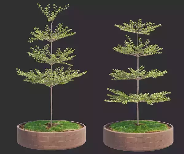 Pohon Ketapang Kencana - Terminalia mantaly Tree Corona-Vray-SKP 3D model