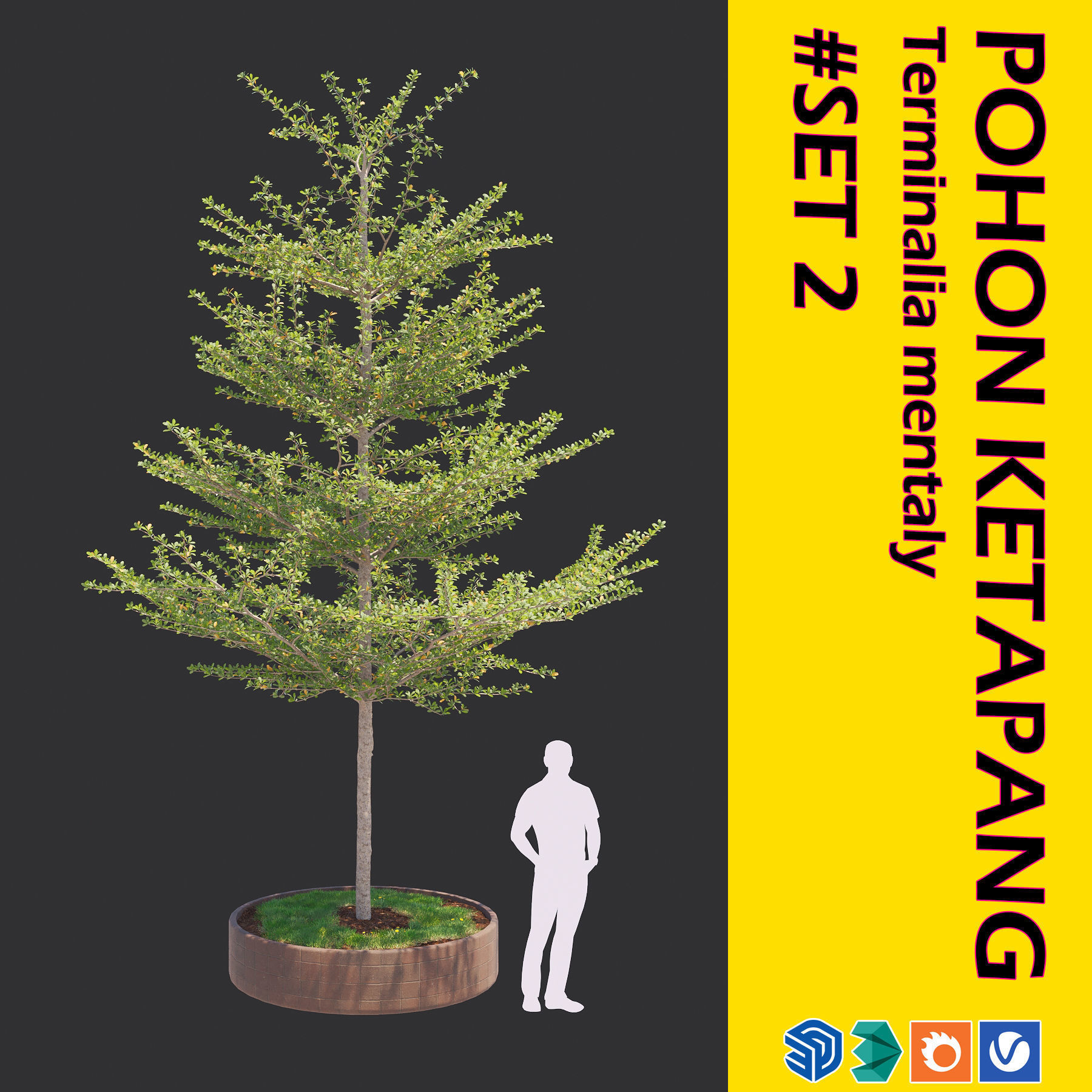 Pohon Ketapang Kencana - Terminalia mantaly Tree Corona-Vray-SKP 3D model_8