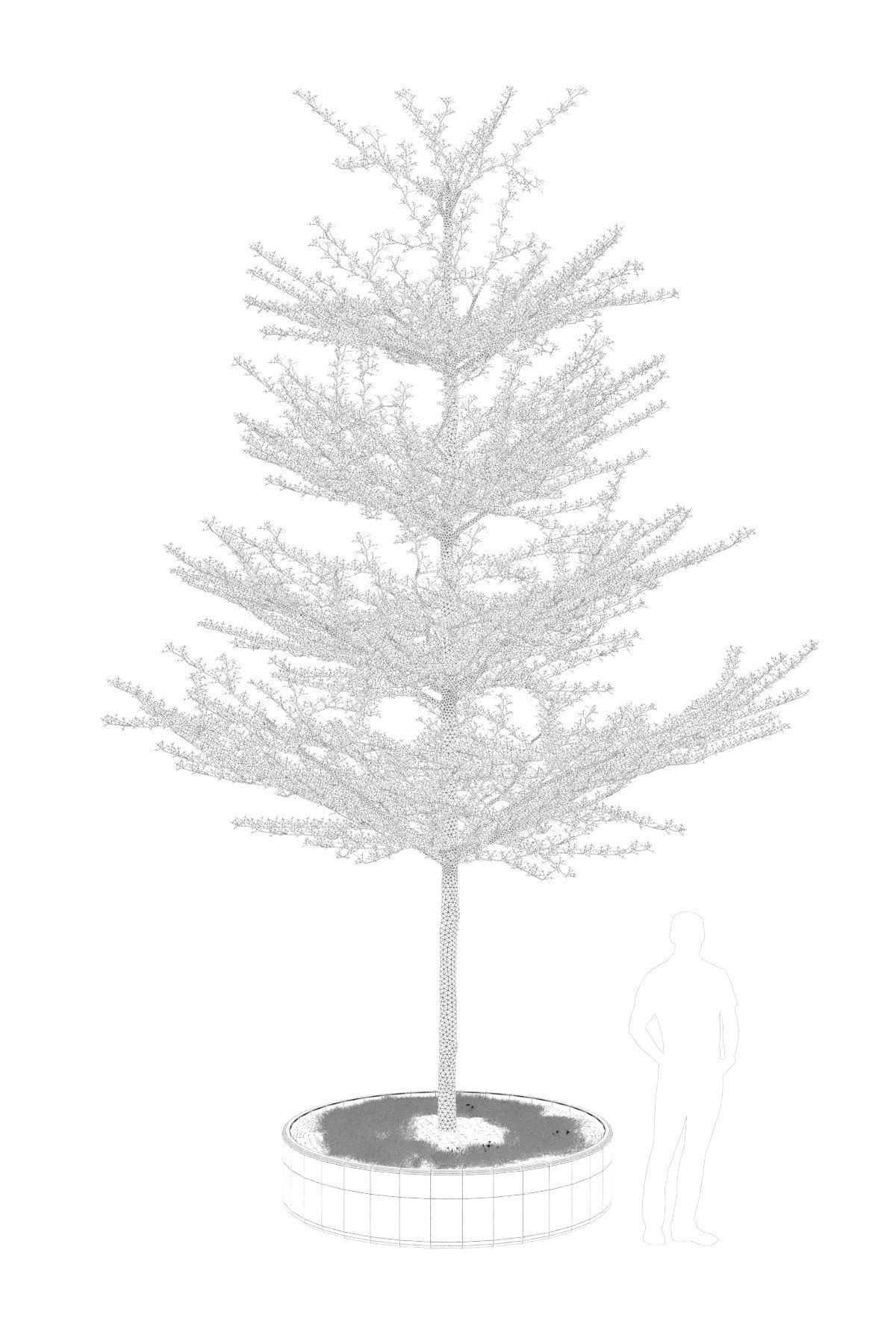 Pohon Ketapang Kencana - Terminalia mantaly Tree Corona-Vray-SKP 3D model_7