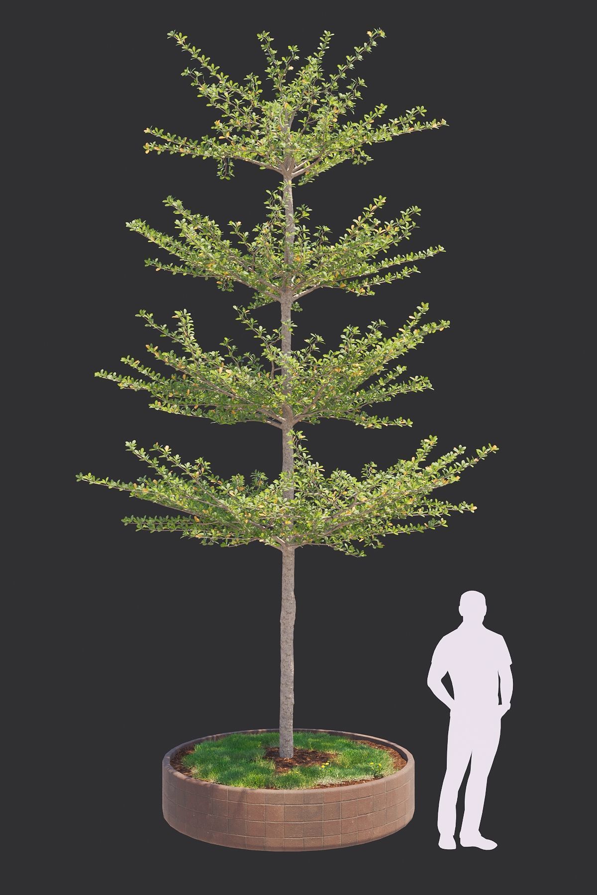 Pohon Ketapang Kencana - Terminalia mantaly Tree Corona-Vray-SKP 3D model_4