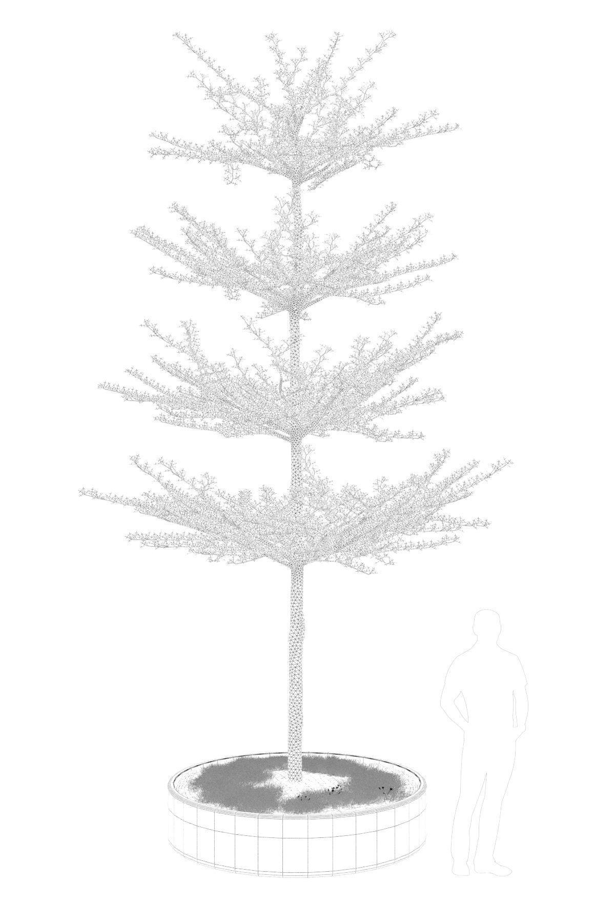 Pohon Ketapang Kencana - Terminalia mantaly Tree Corona-Vray-SKP 3D model_5