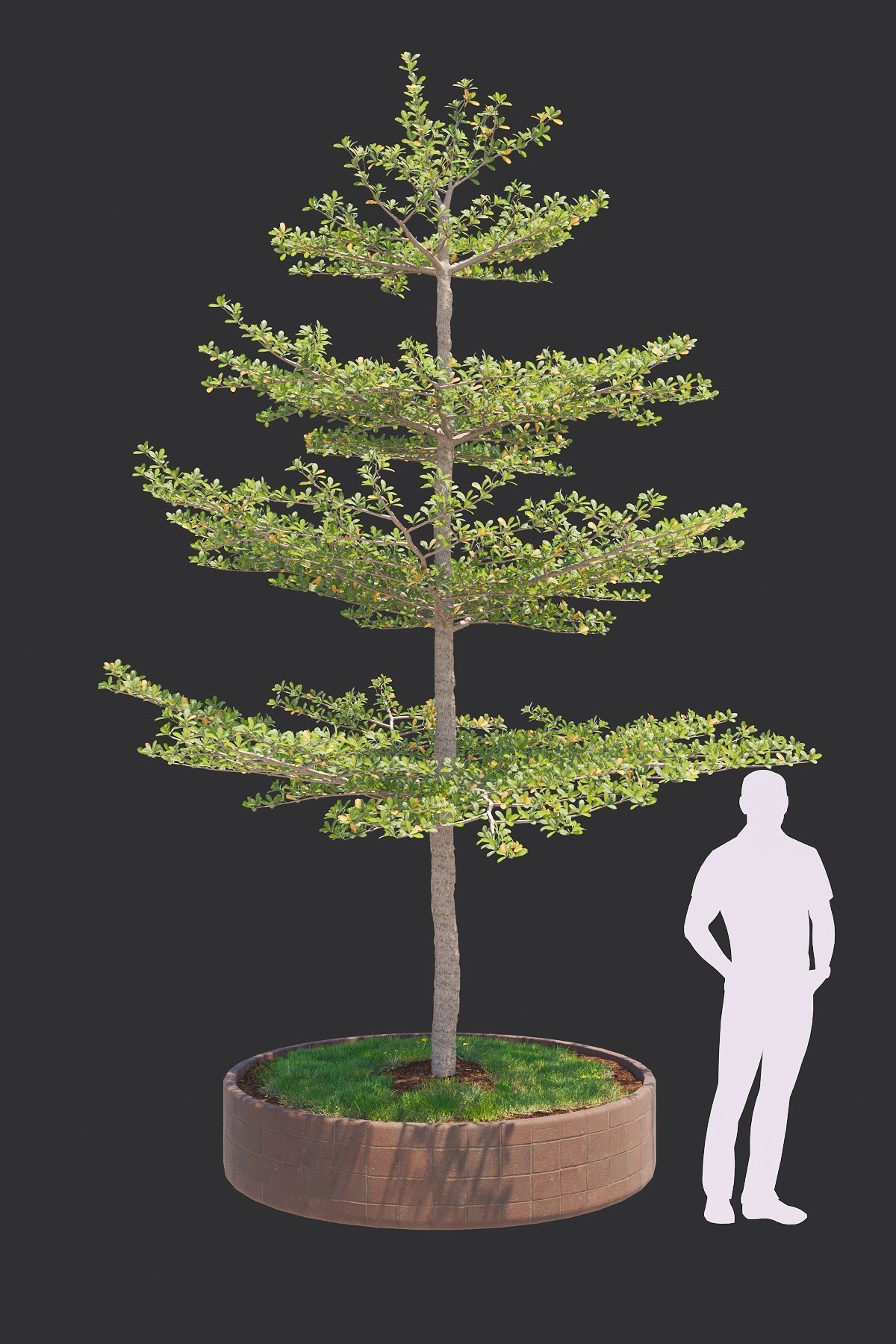 Pohon Ketapang Kencana - Terminalia mantaly Tree Corona-Vray-SKP 3D model_2
