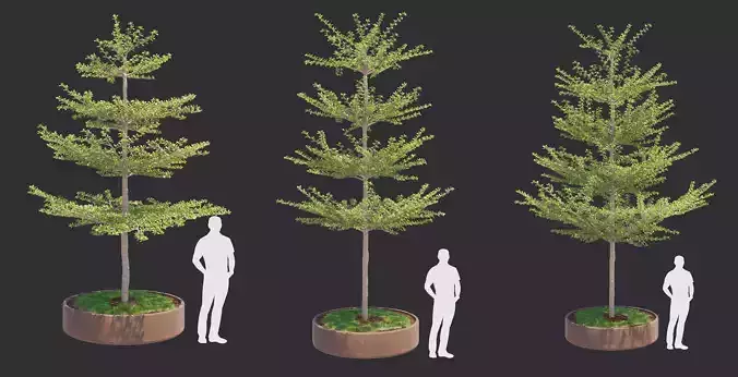 Pohon Ketapang Kencana - Terminalia mantaly Tree Corona-Vray-SKP 3D model