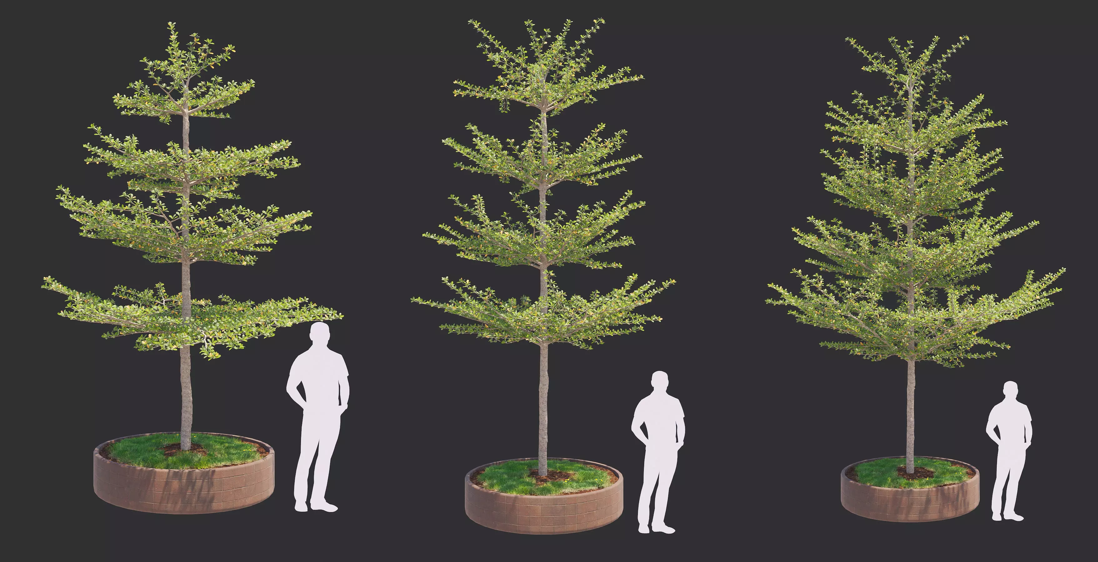 Pohon Ketapang Kencana - Terminalia mantaly Tree Corona-Vray-SKP 3D model_0