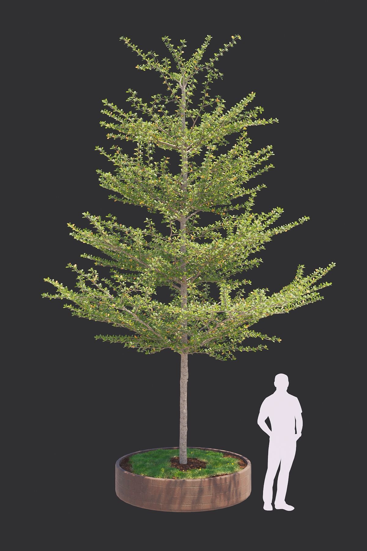 Pohon Ketapang Kencana - Terminalia mantaly Tree Corona-Vray-SKP 3D model_6