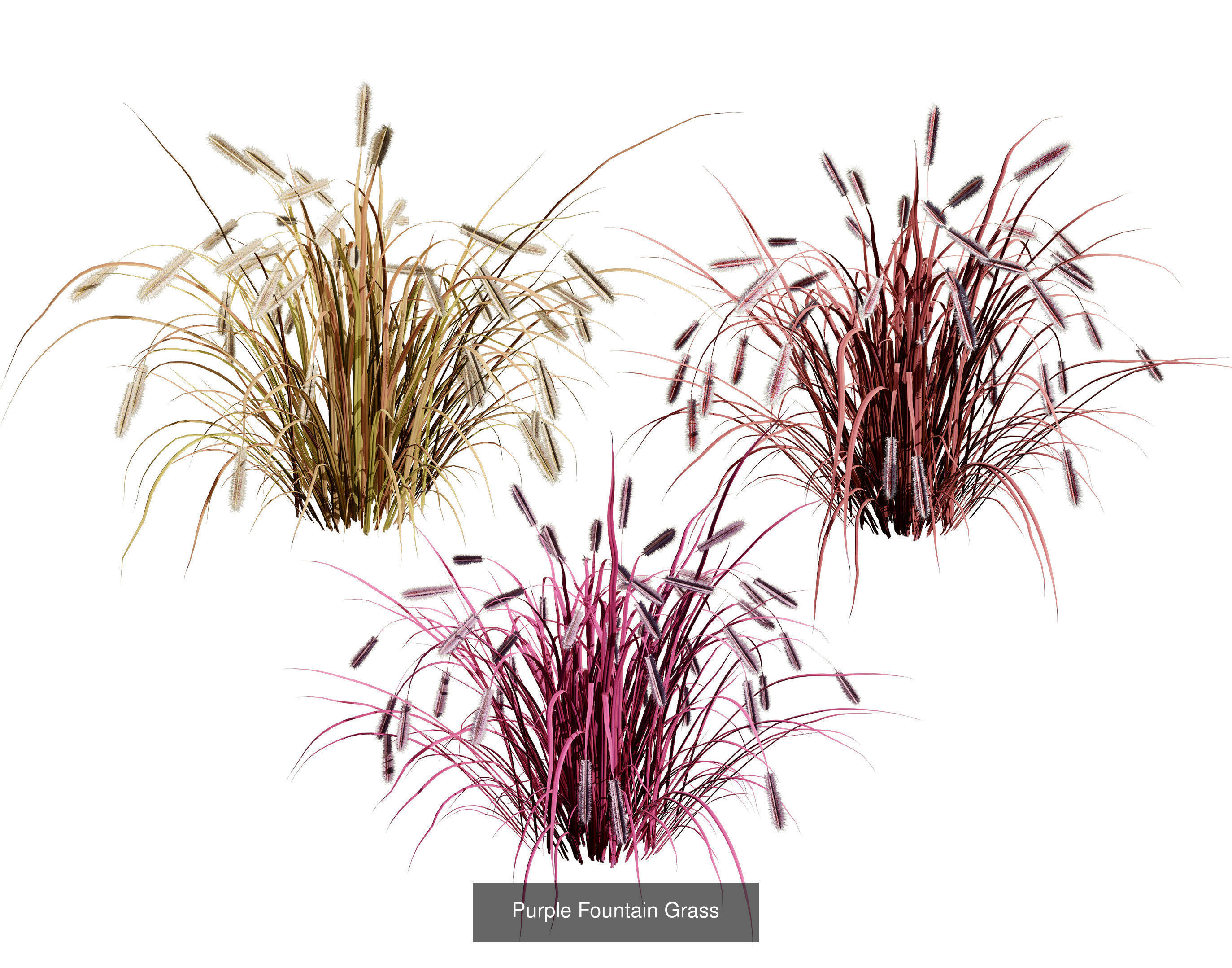 55 Low-Poly Grass Types 3D Model Collection_26