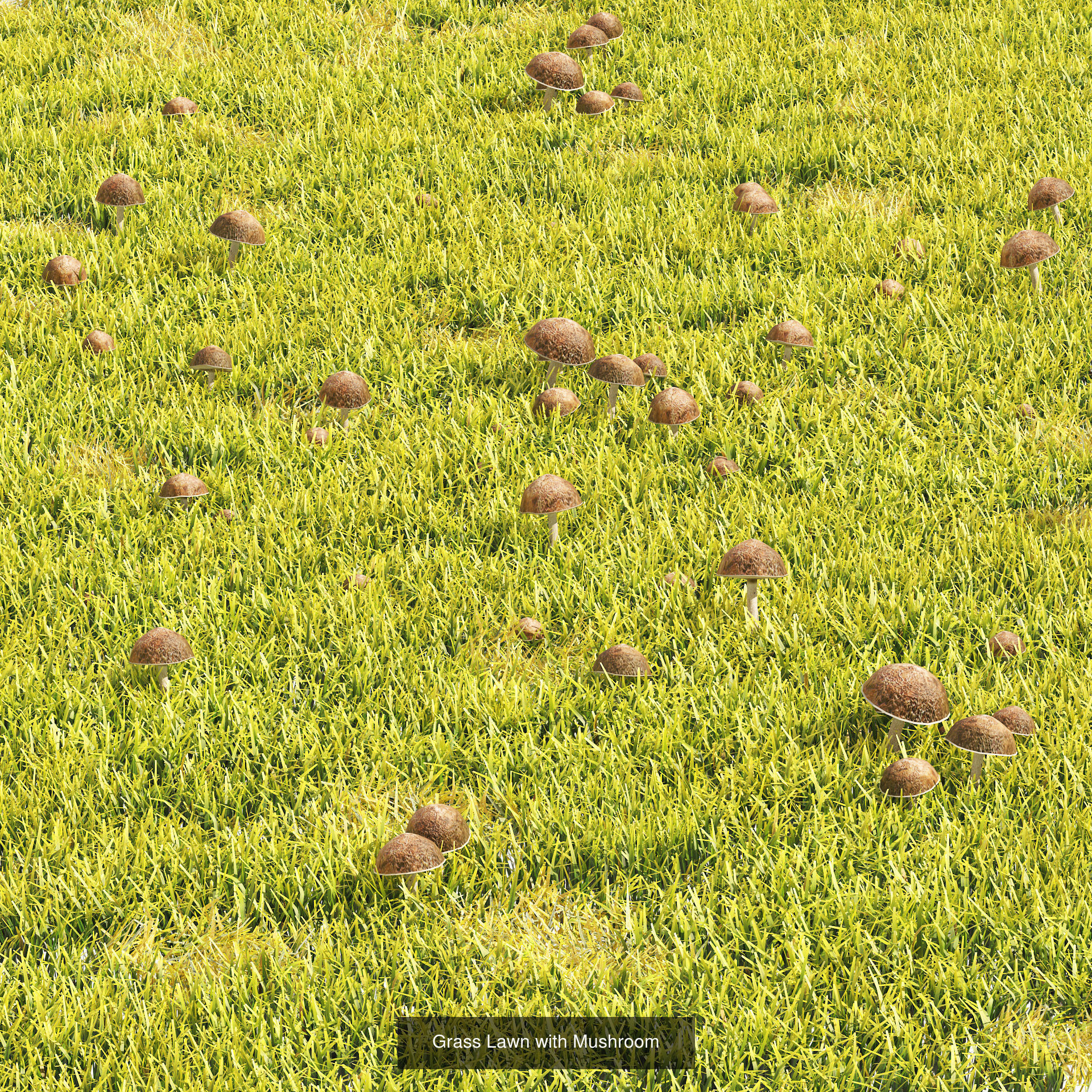 55 Low-Poly Grass Types 3D Model Collection_15