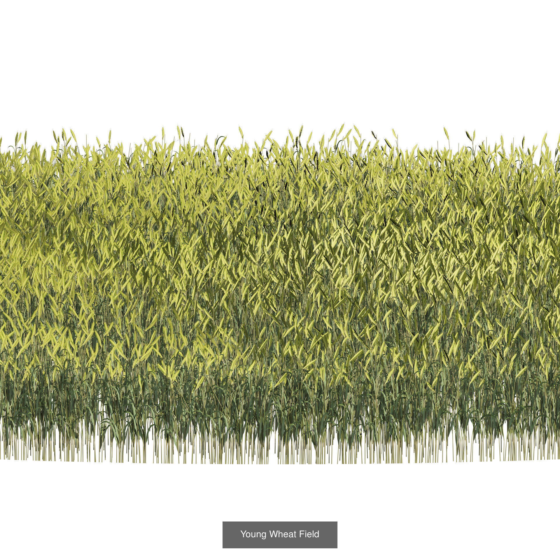 55 Low-Poly Grass Types 3D Model Collection_18