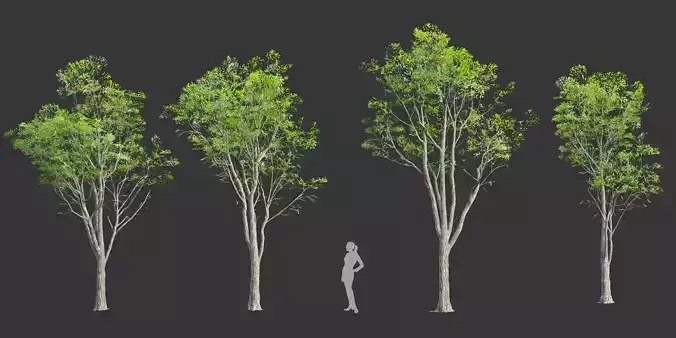 Oak trees 3d models collection vol 2 Blender