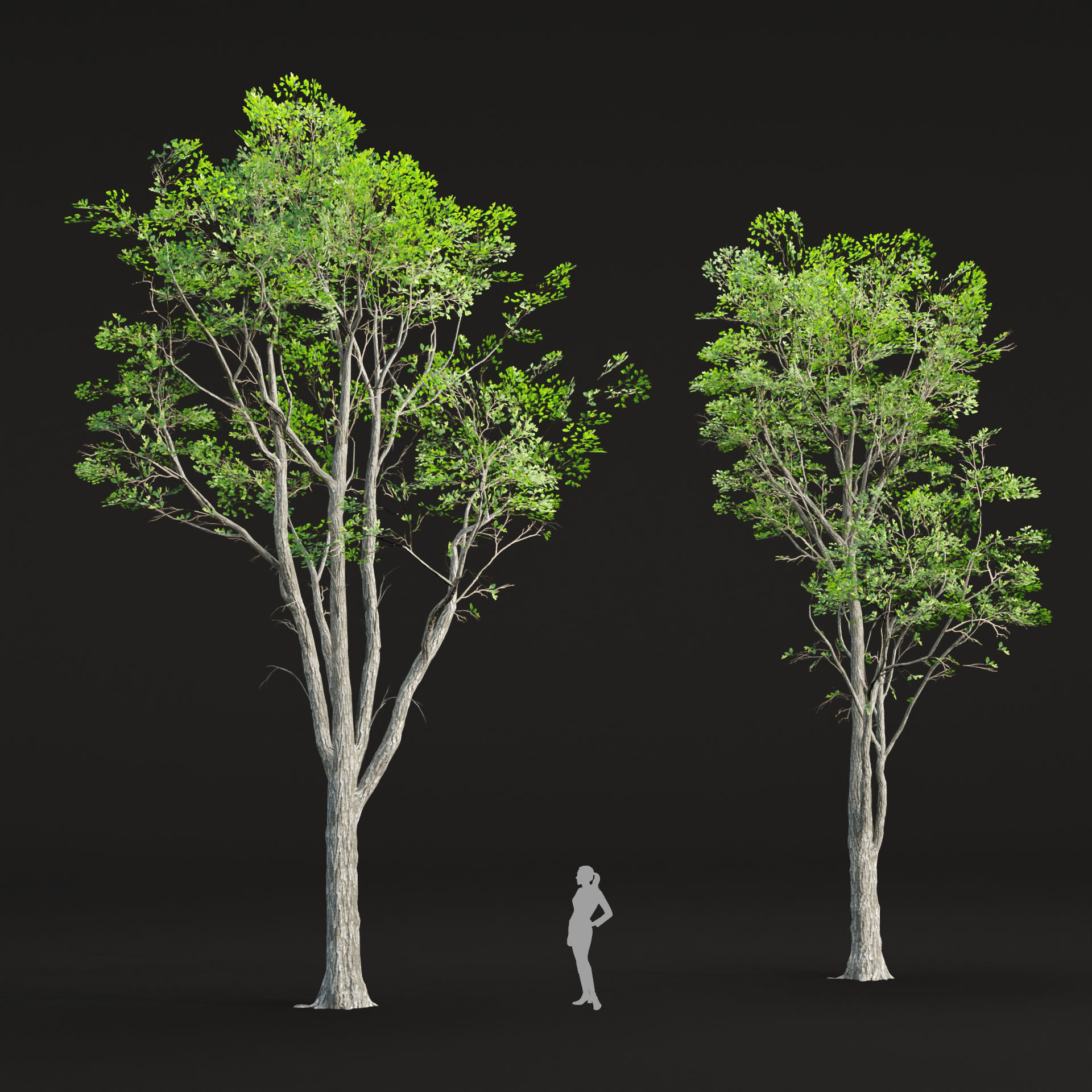 Oak trees 3d models collection vol 2 Blender 3D model_3